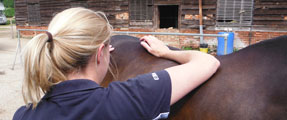 Ella Gay treating a bay horse