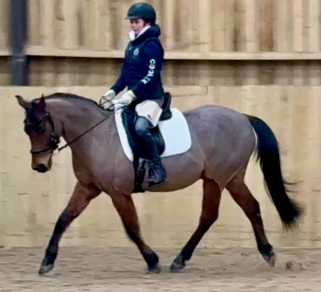 Rider wearing a beige equiseat aid